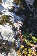 Image of White Stonecrop