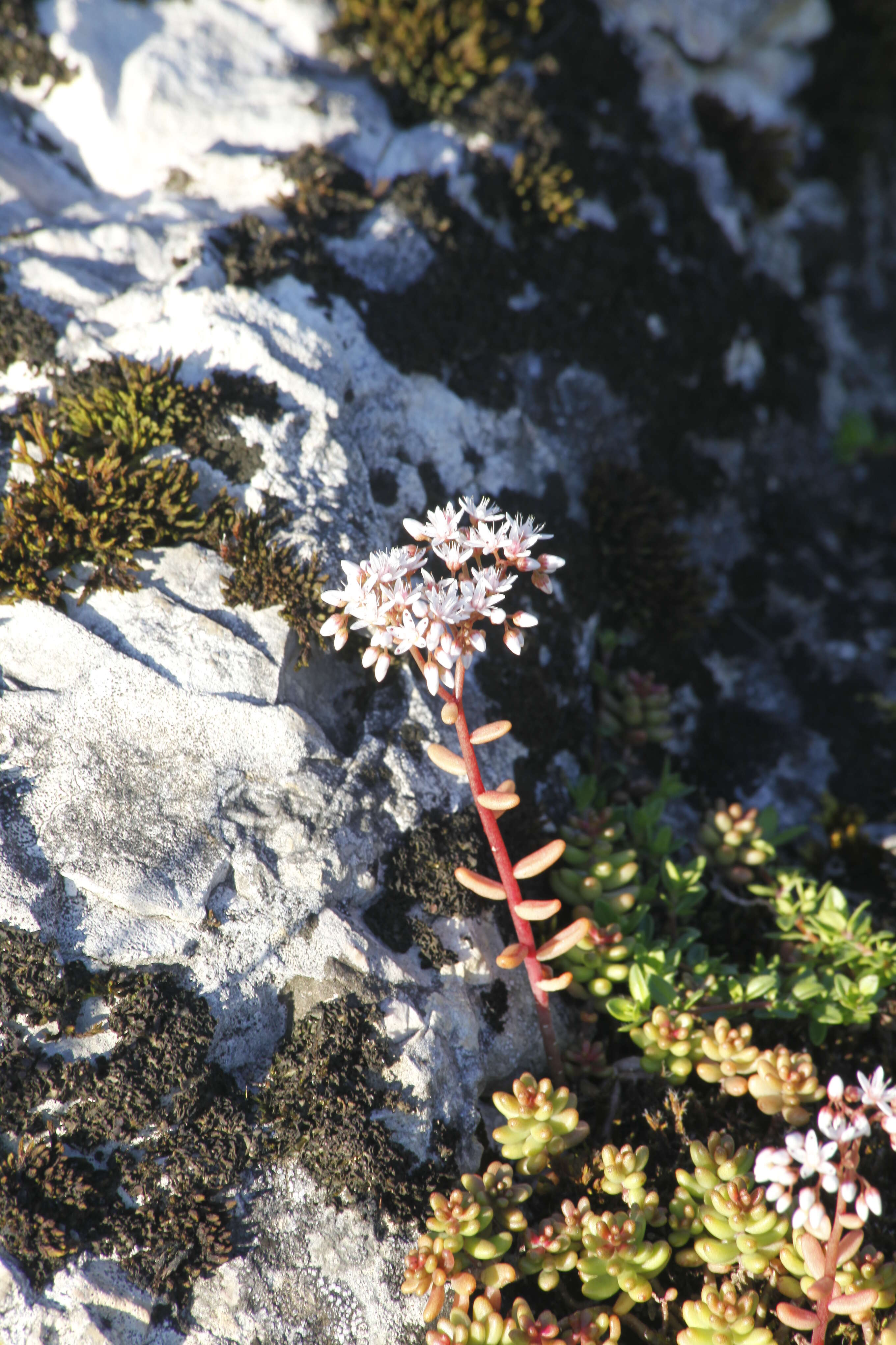 Image of White Stonecrop