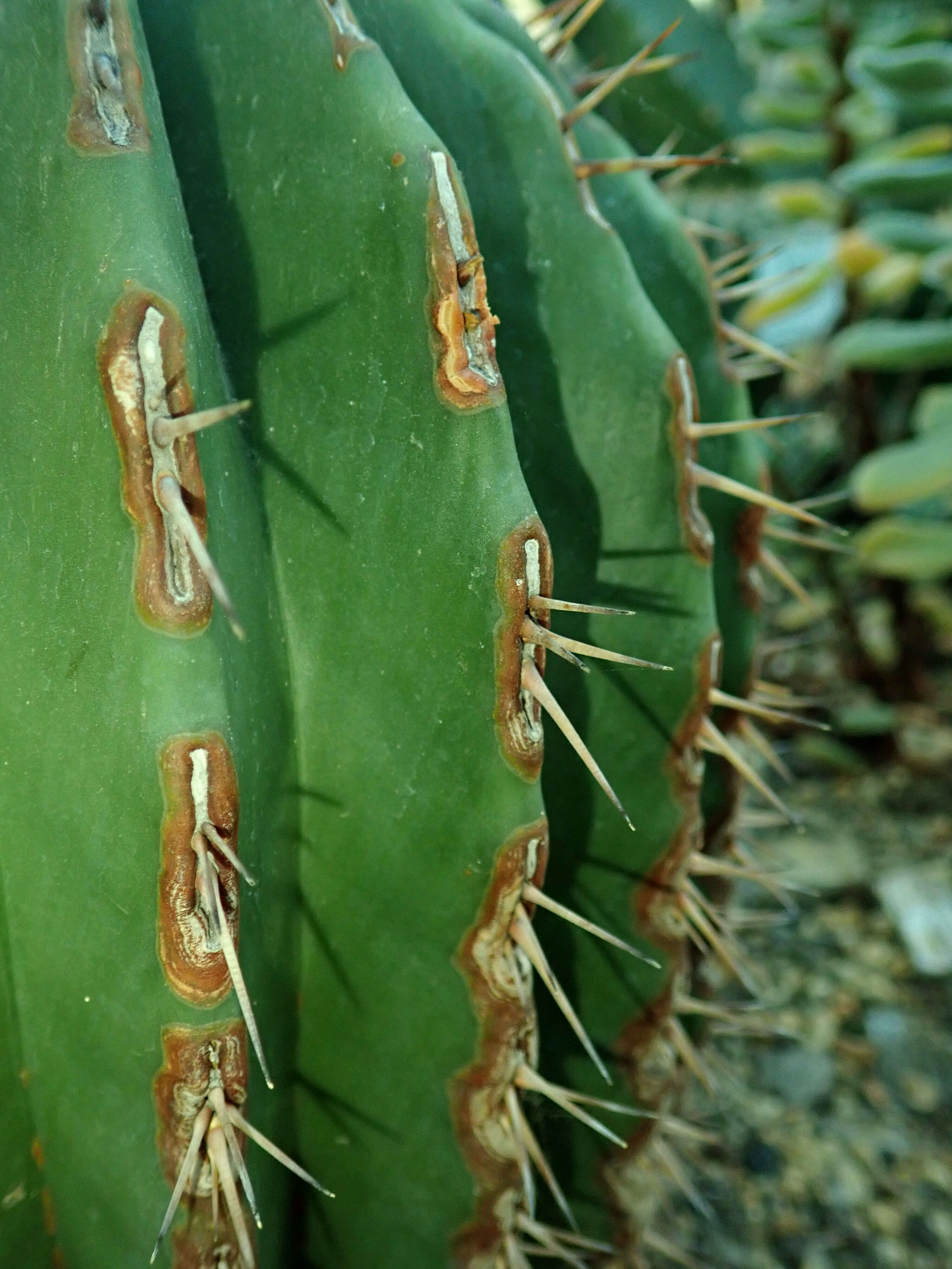 Image of Cactus