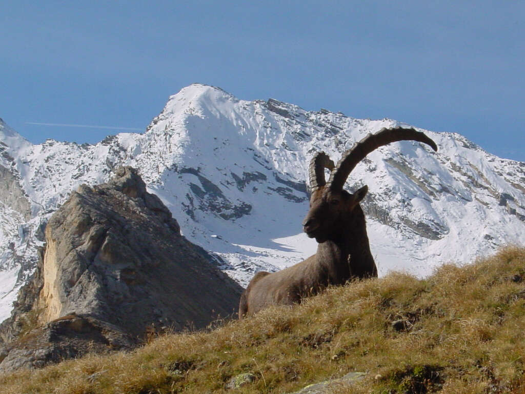 Image of Alpine Ibex