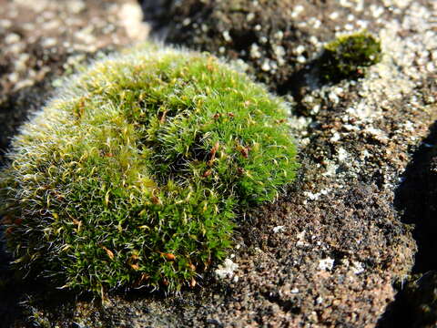 Image of pulvinate dry rock moss