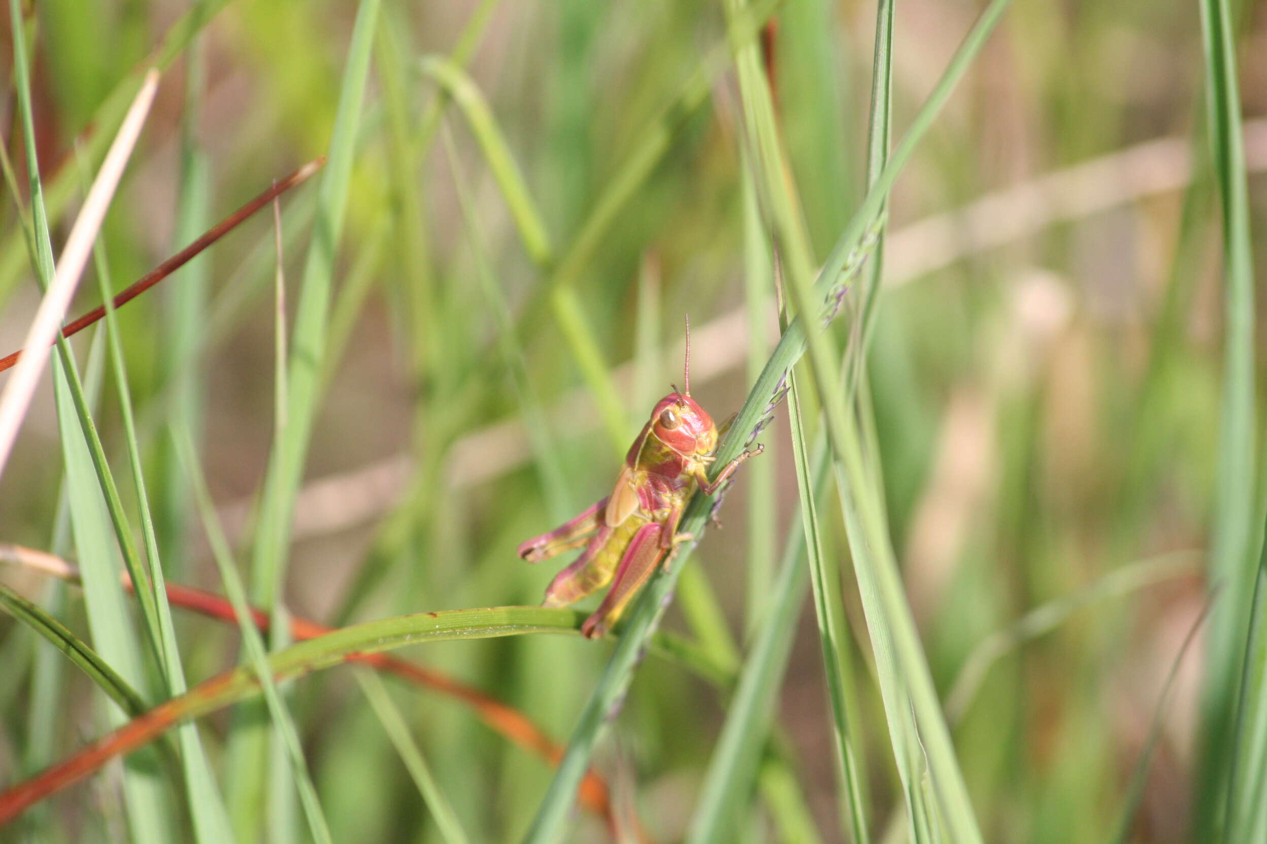 Image of Large marsh grasshopper