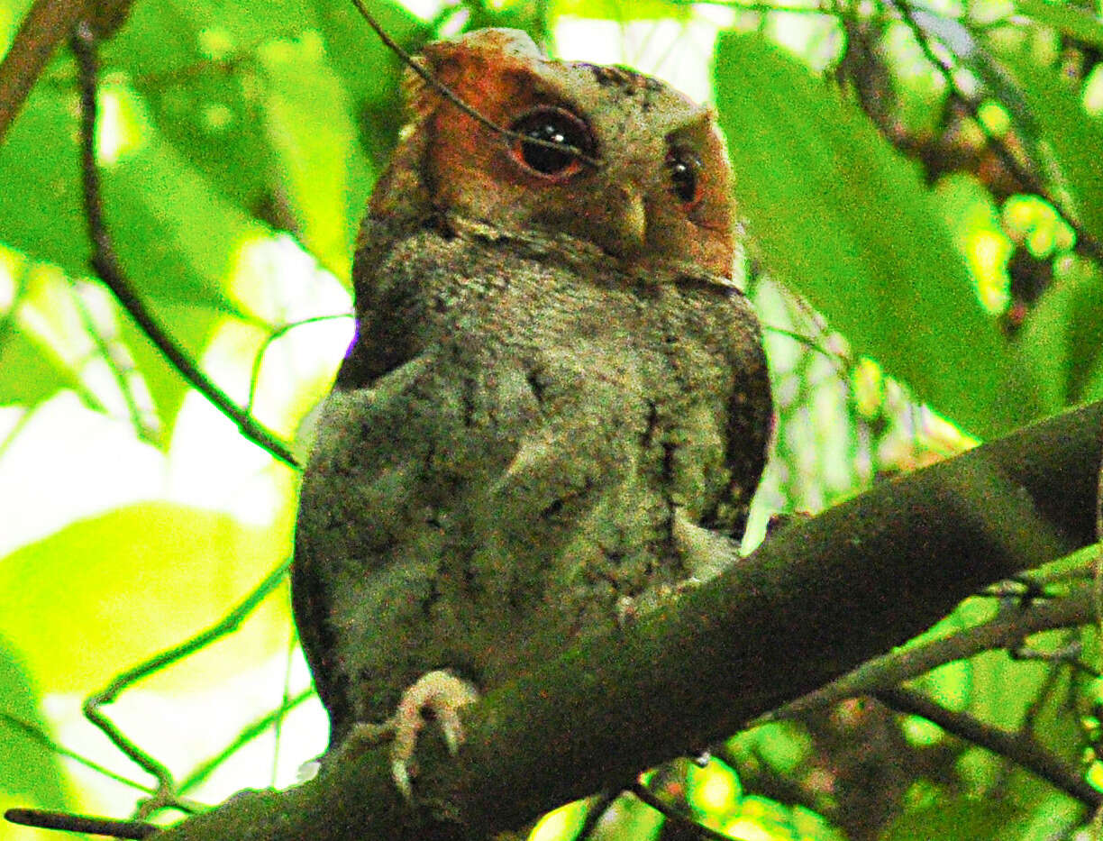 Image of Negros Scops Owl