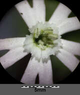 Image of night-flowering campion