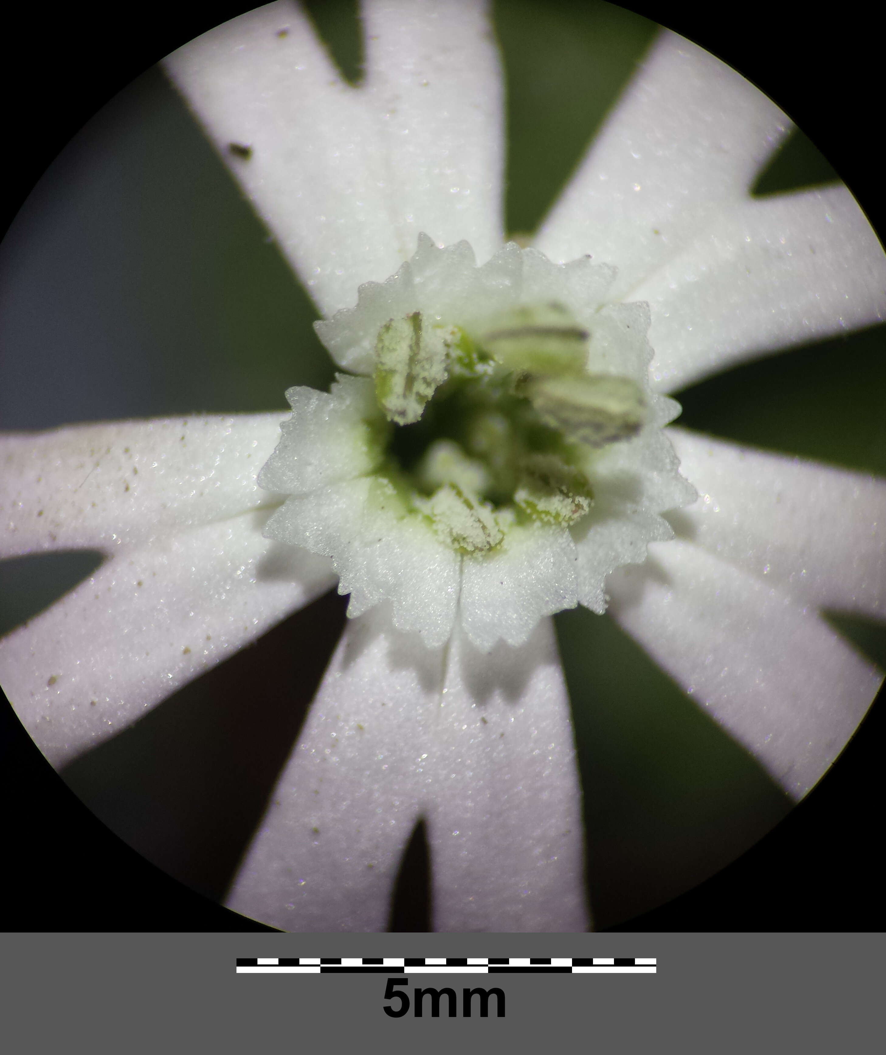 Image of night-flowering campion