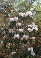 Imagem de Rhododendron wallichii Hook. fil.