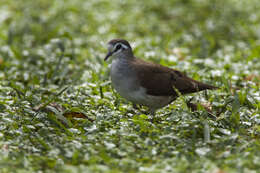 Image of Tambourine Dove