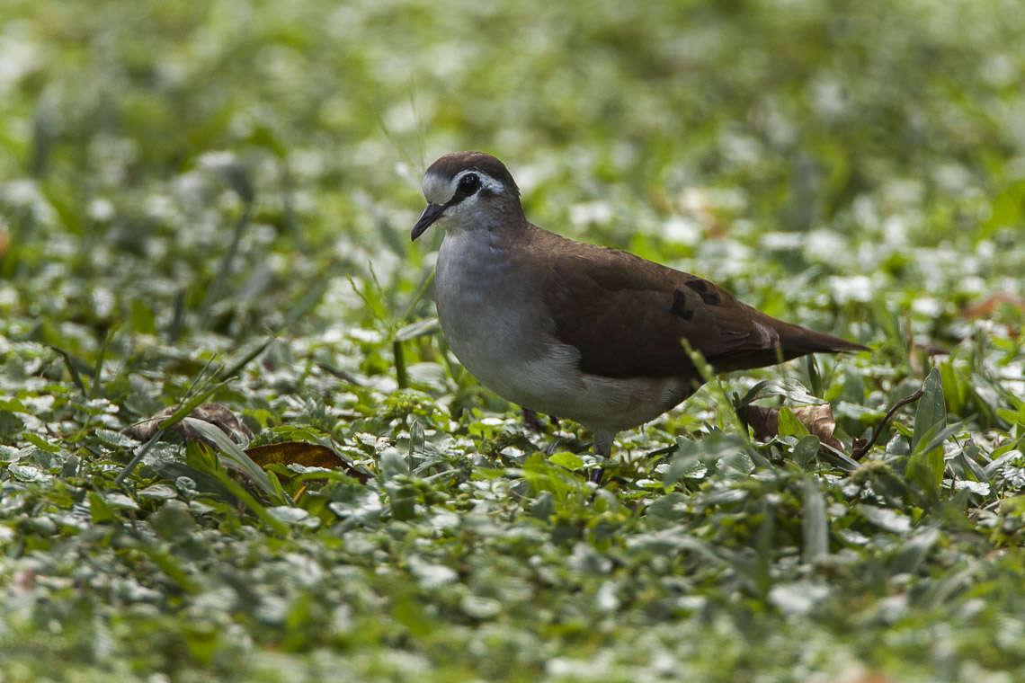 Image of Tambourine Dove