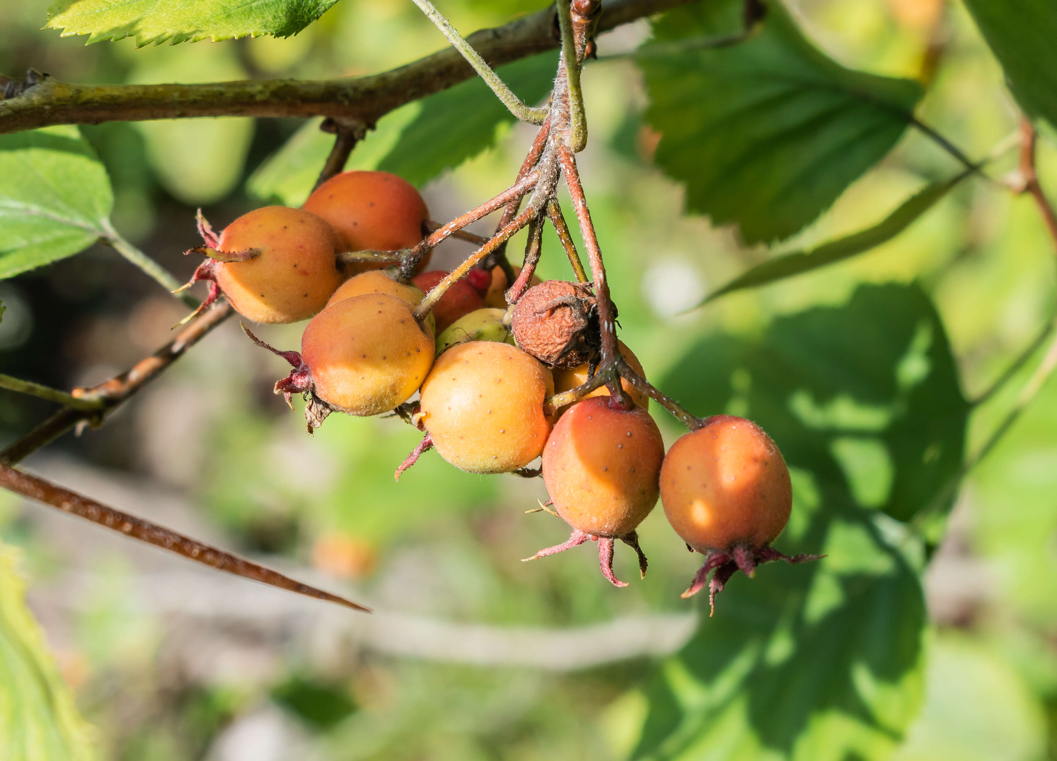 Plancia ëd Crataegus anomala Sarg.