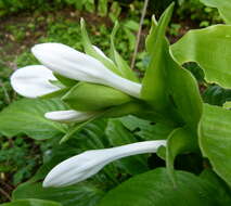 Imagem de Hosta plantaginea (Lam.) Asch.