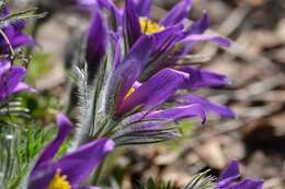 Image of European pasqueflower