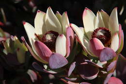 Image of Ivory conebush