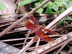 Image of Black Stream Glider