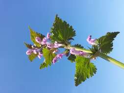 Image of spotted dead-nettle