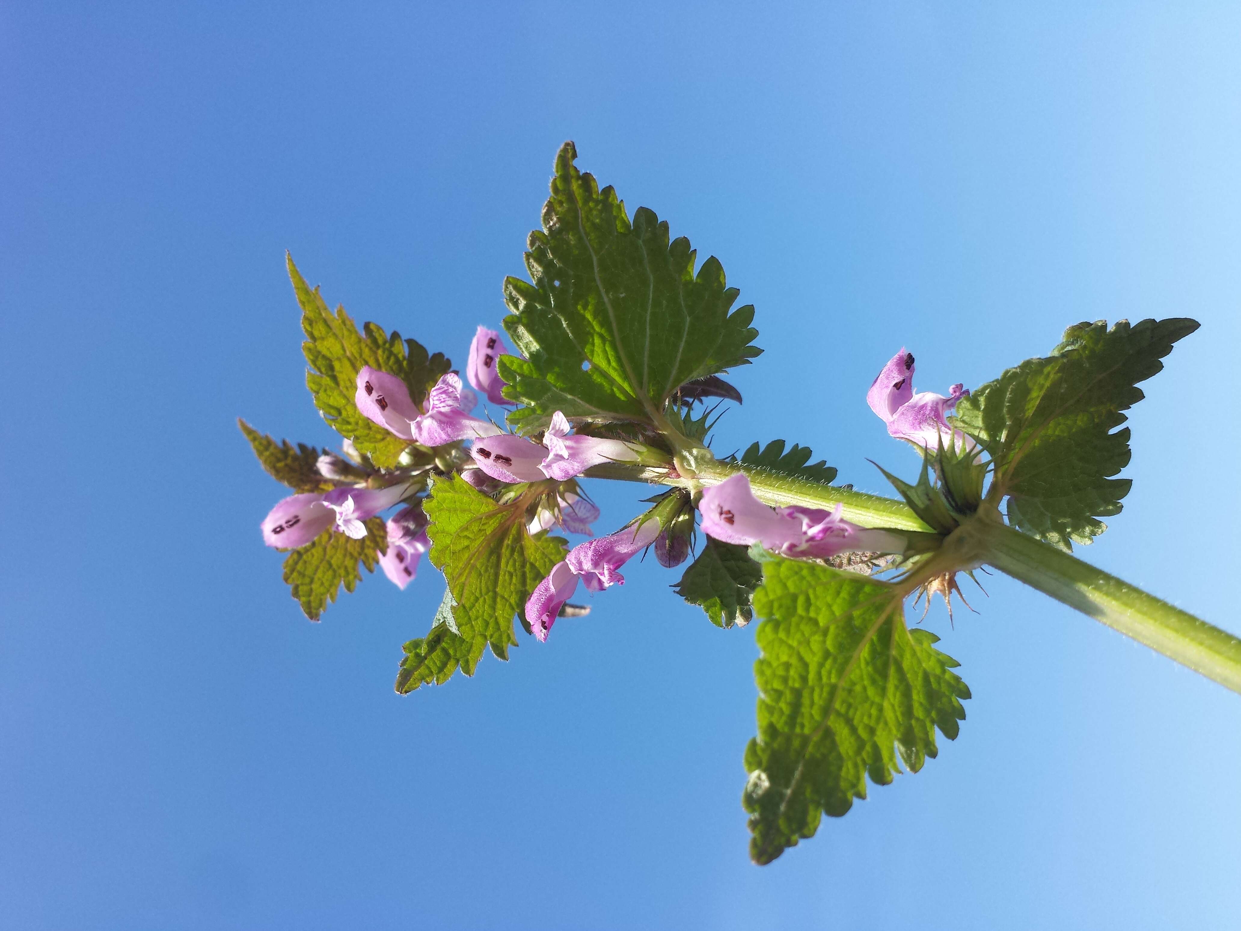 Image of spotted dead-nettle