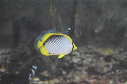 Image of Black-back Butterflyfish