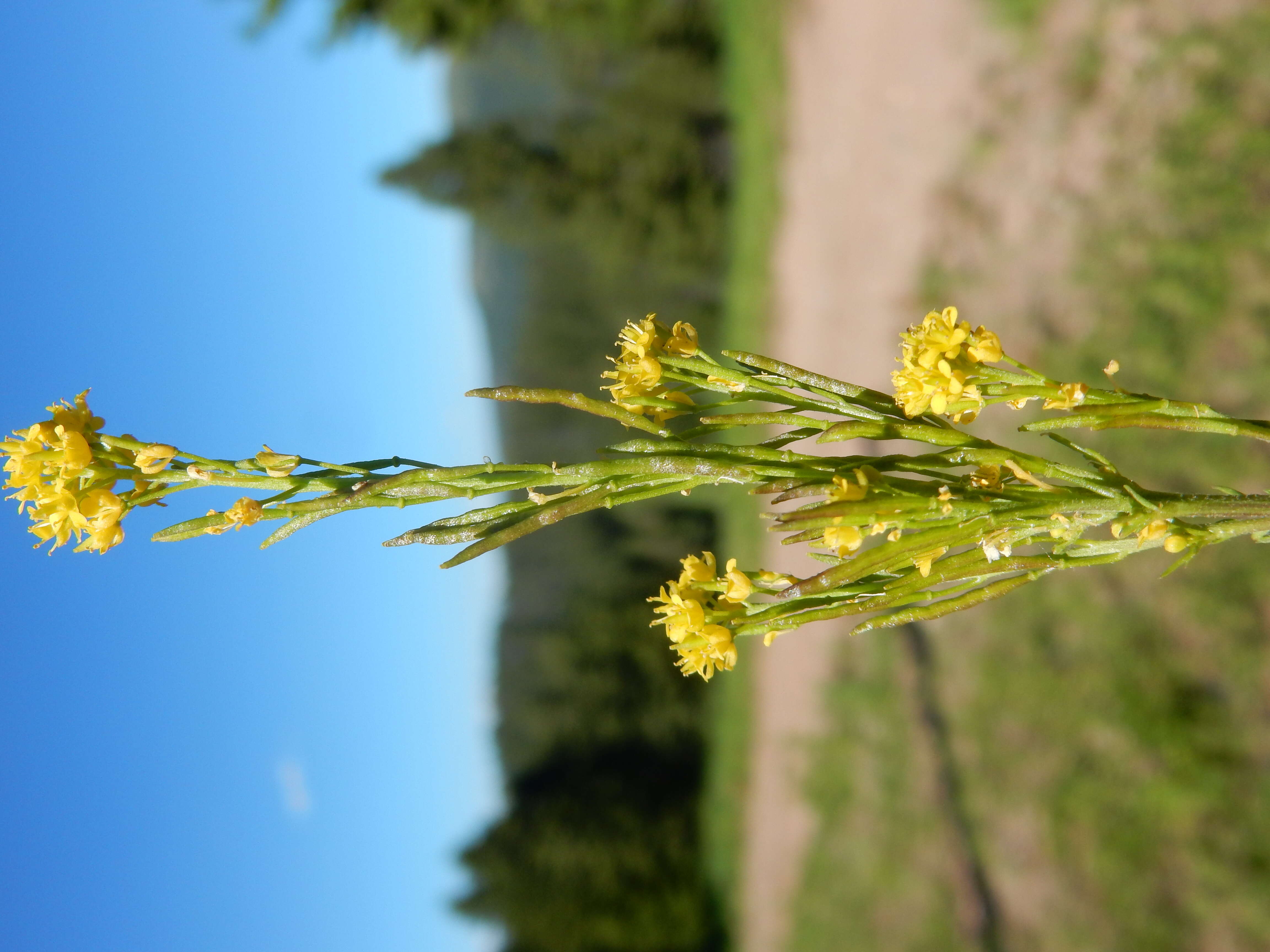 Image of mountain tansymustard