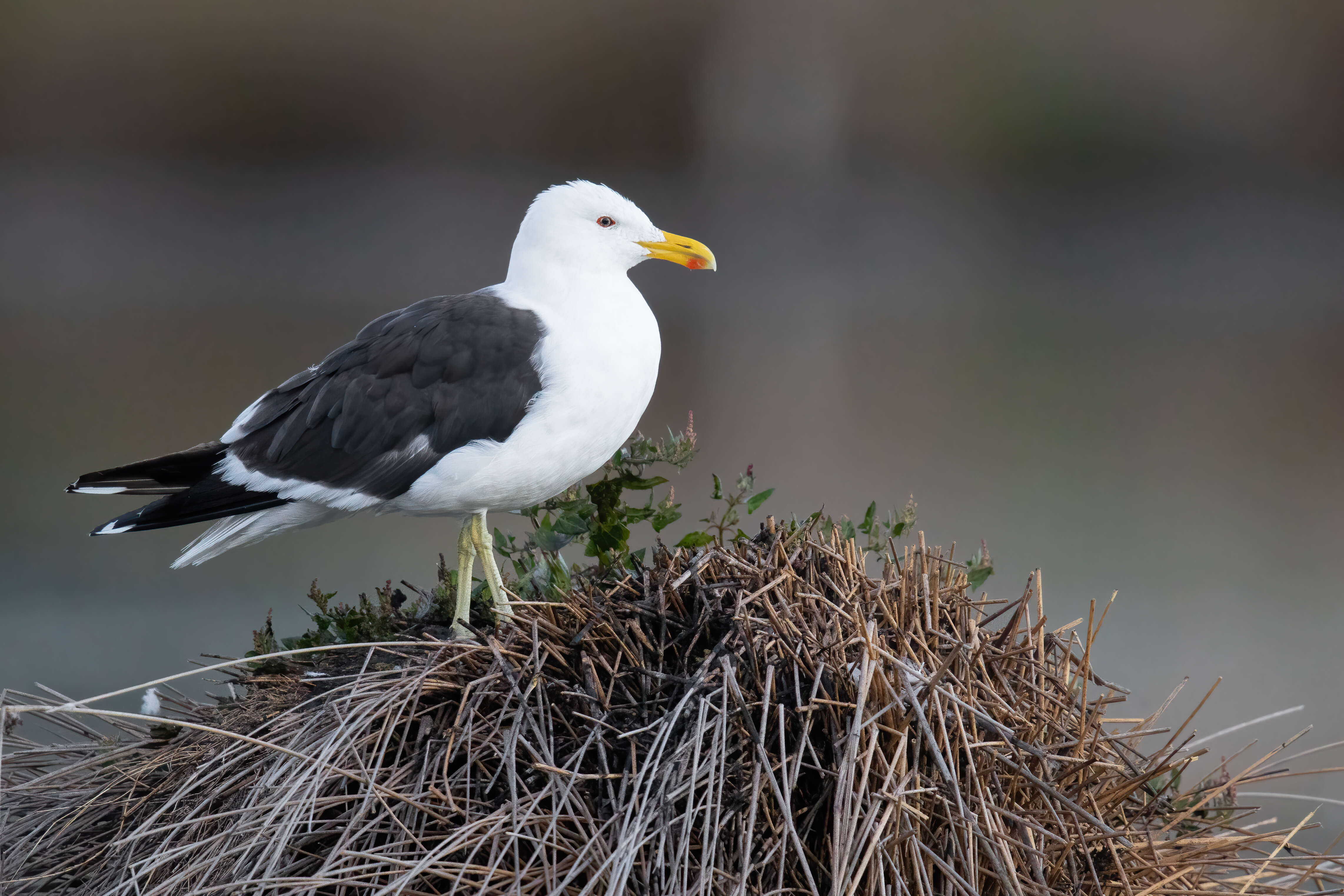 Image of Kelp Gull