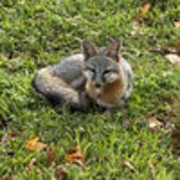 Image of Grey Foxes