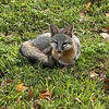 Image of Grey Foxes