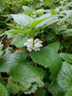 Image of white deadnettle