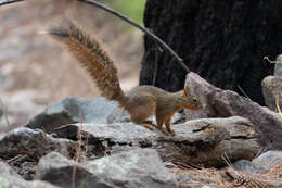 Image of Mexican Fox Squirrel