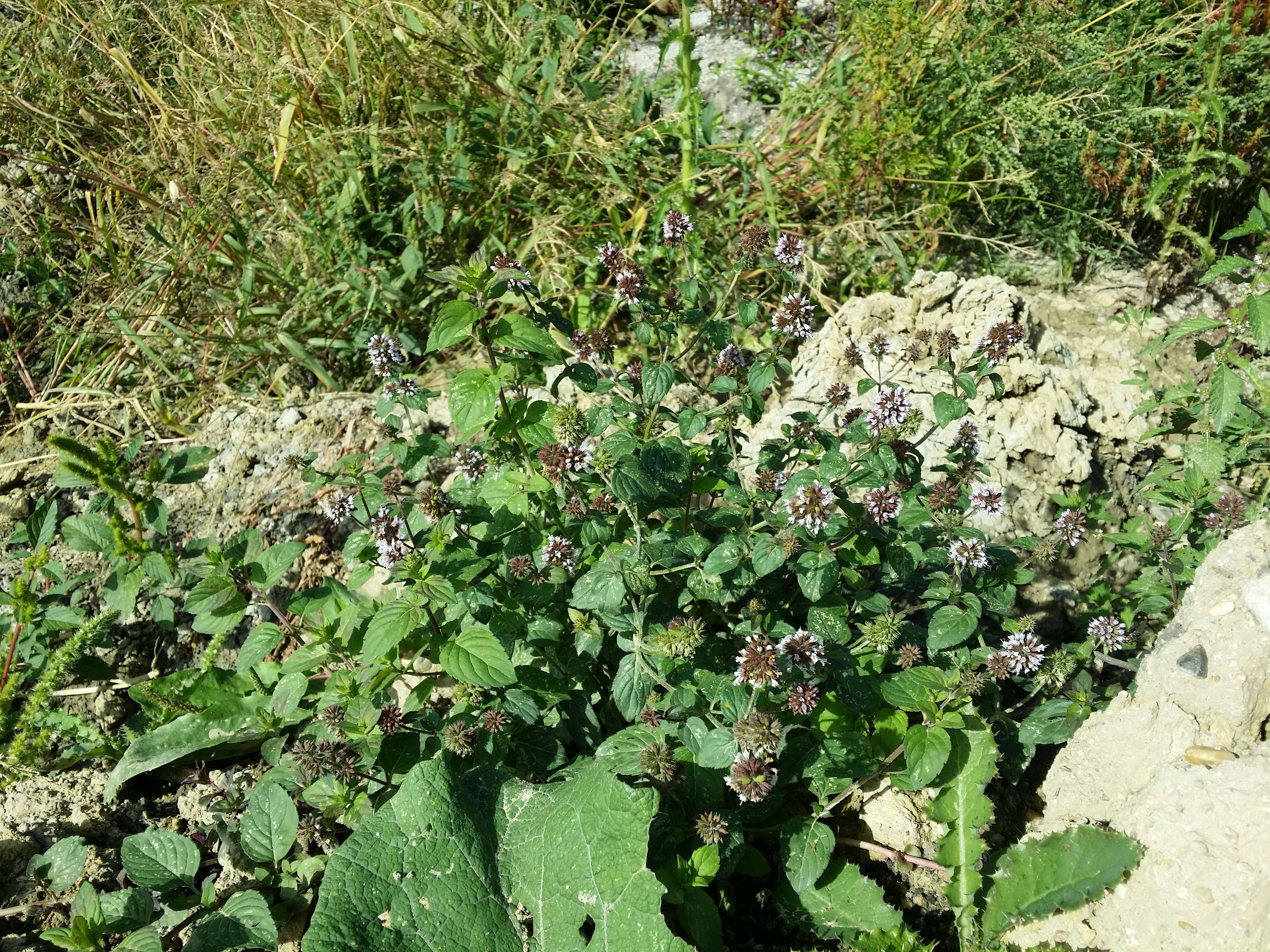 Image of Water Mint