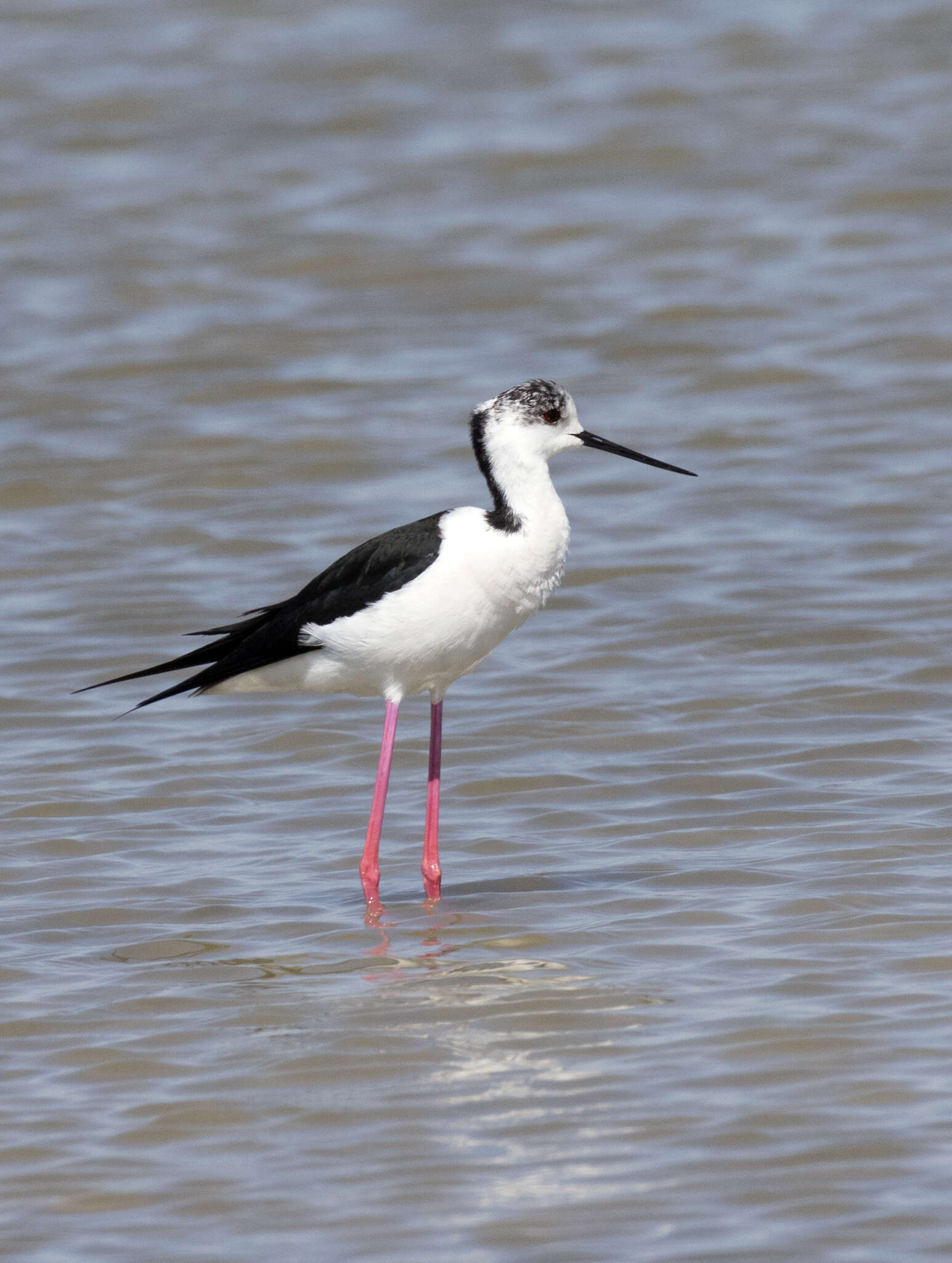 Image of Black-winged Stilt