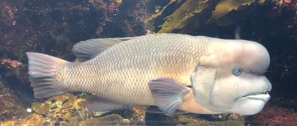 Image of sheepshead