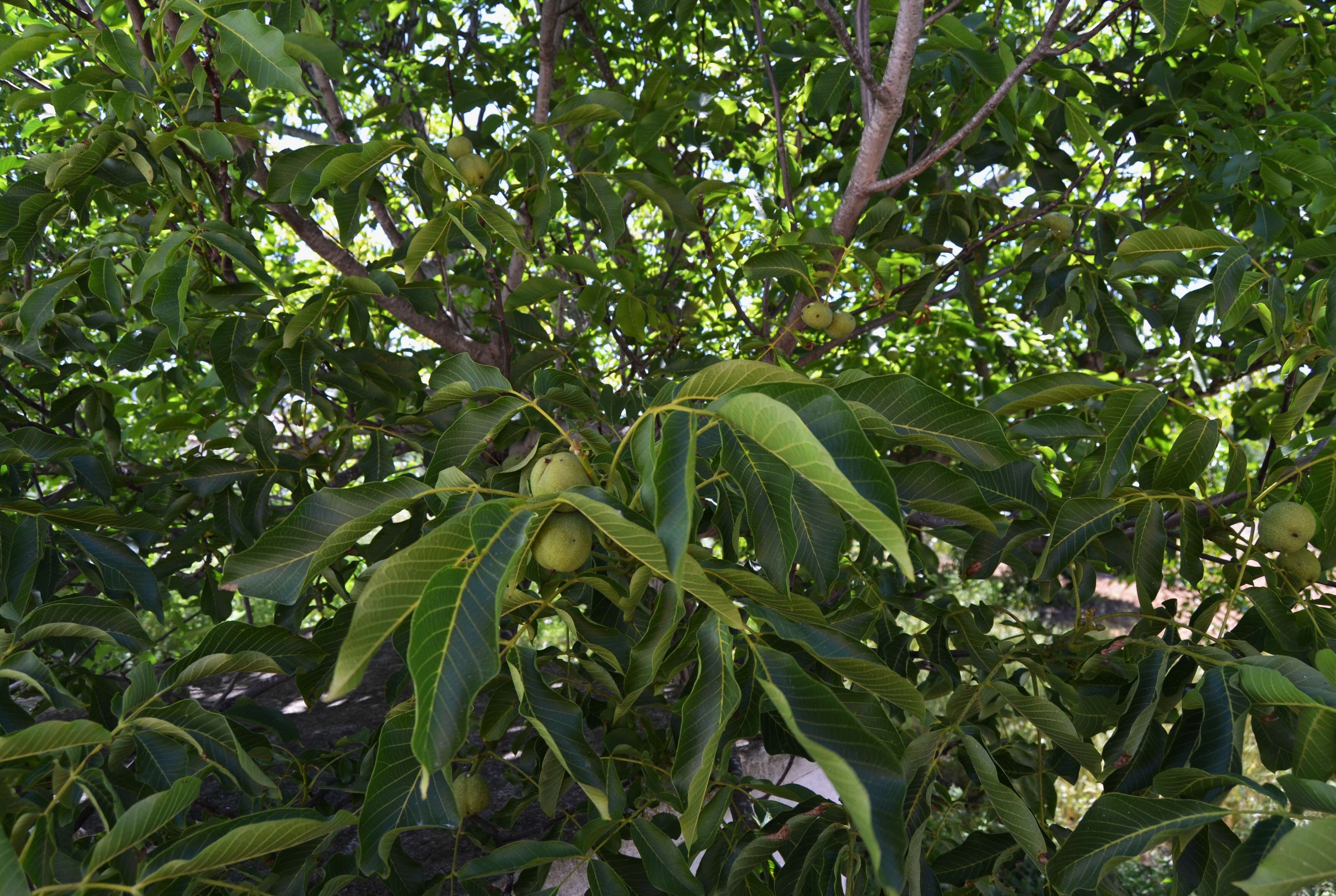 Image of Common walnut