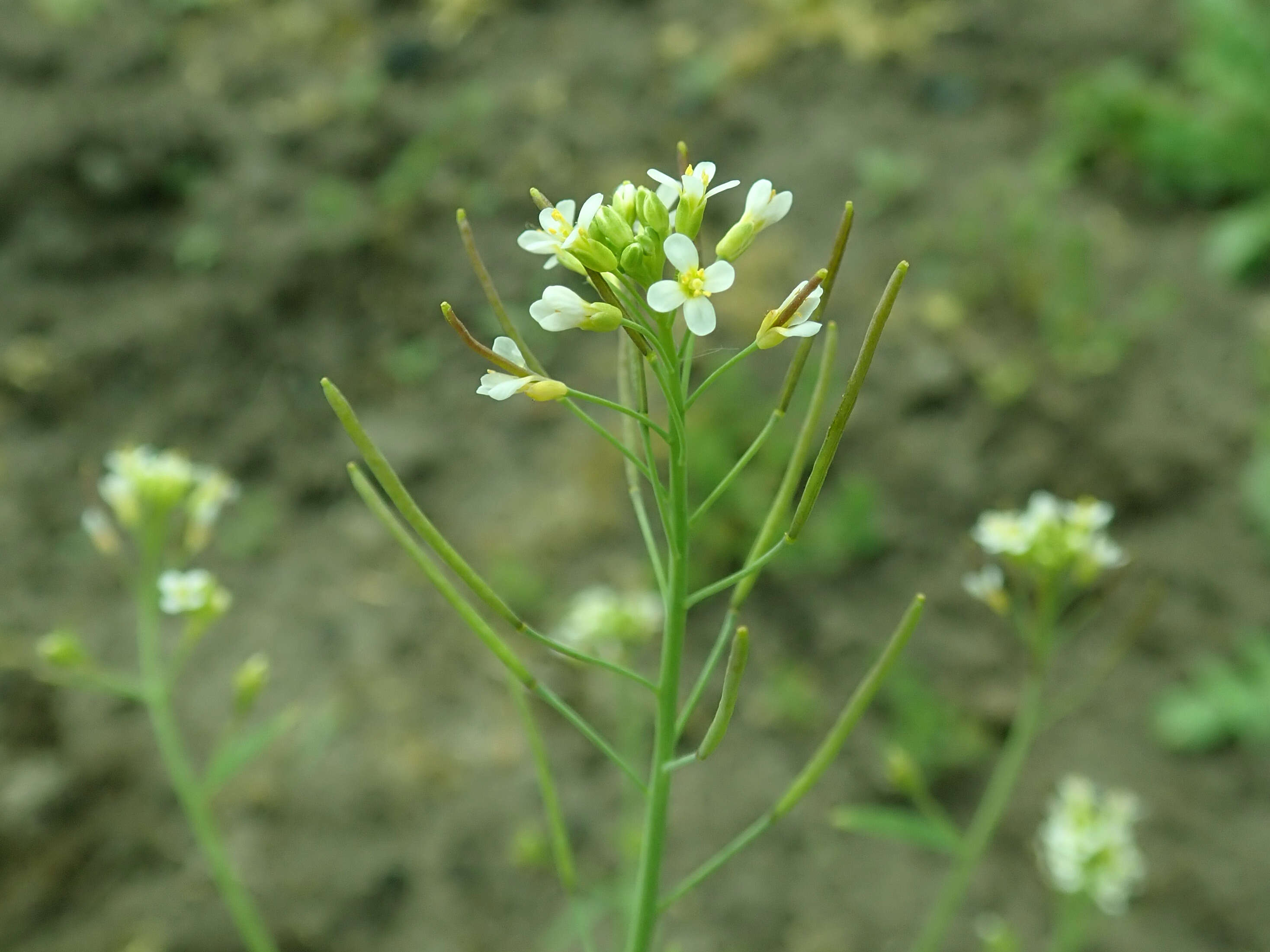 Image of Mouse-ear Cress