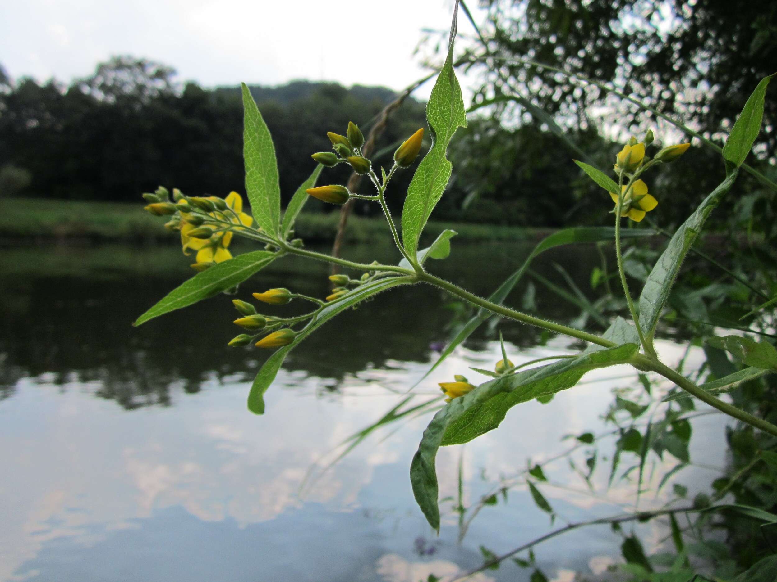 Image of Yellow Loosestrife