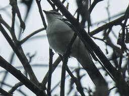 Image of White-rumped Triller