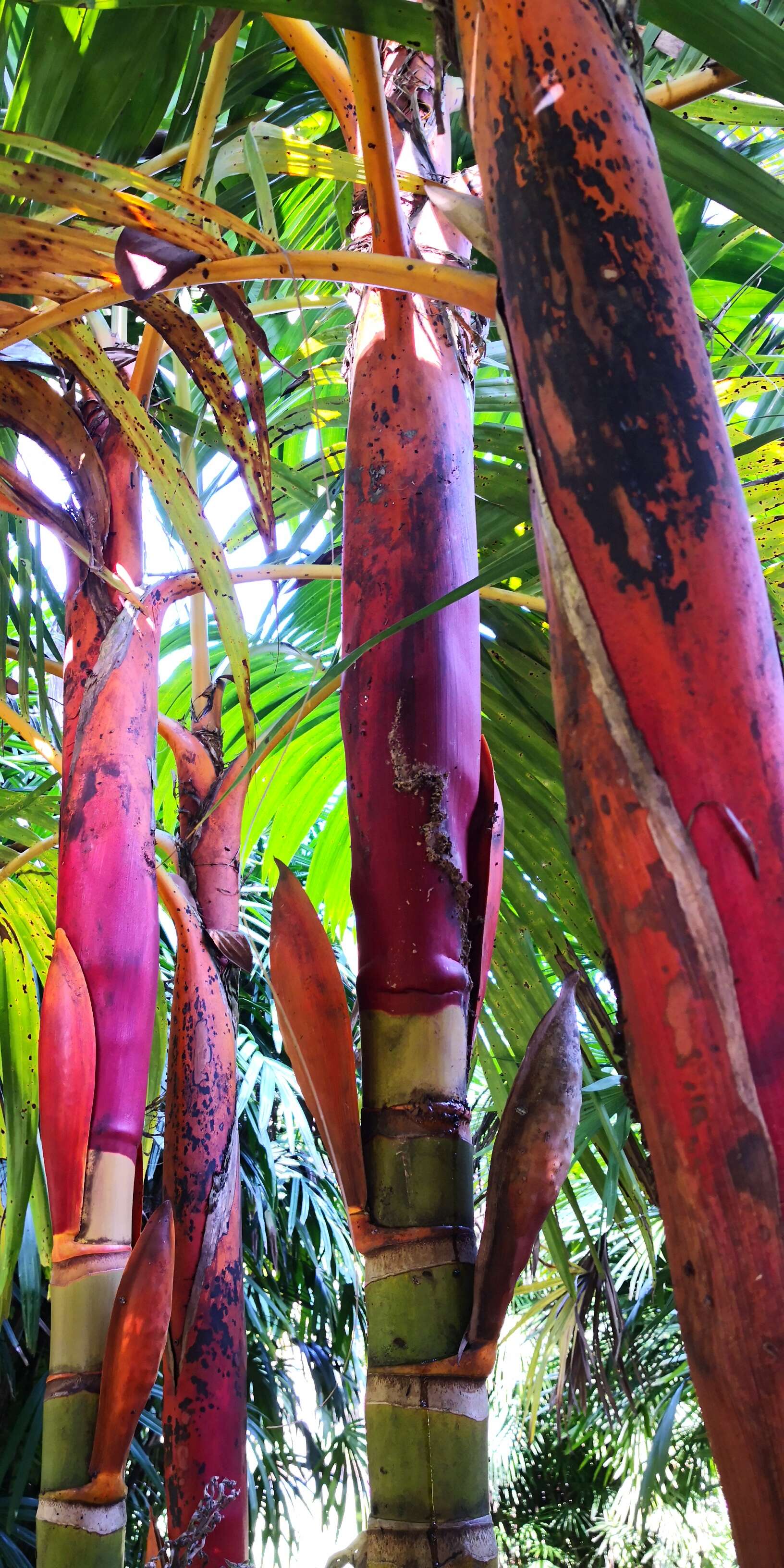 Image of Areca vestiaria Giseke