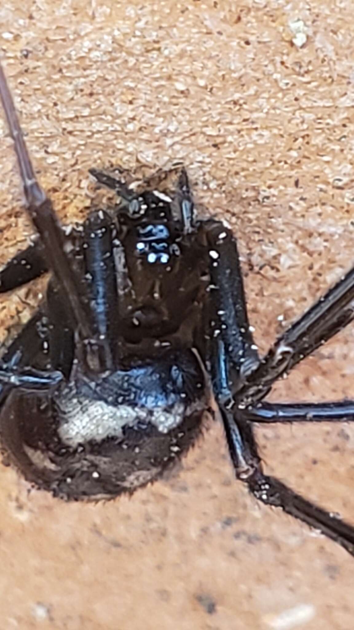 Image of False black widow