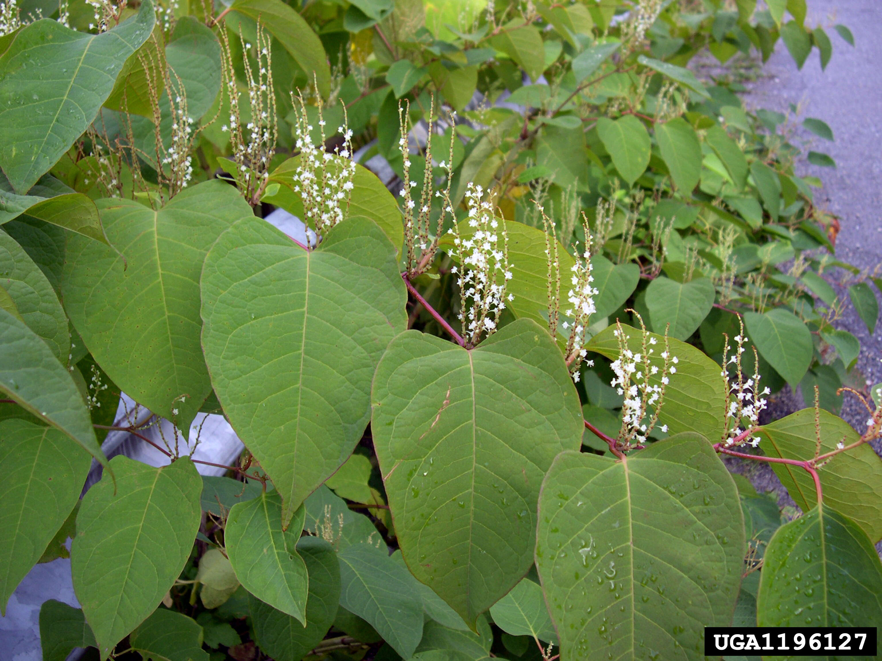 Image of Japanese Knotweed