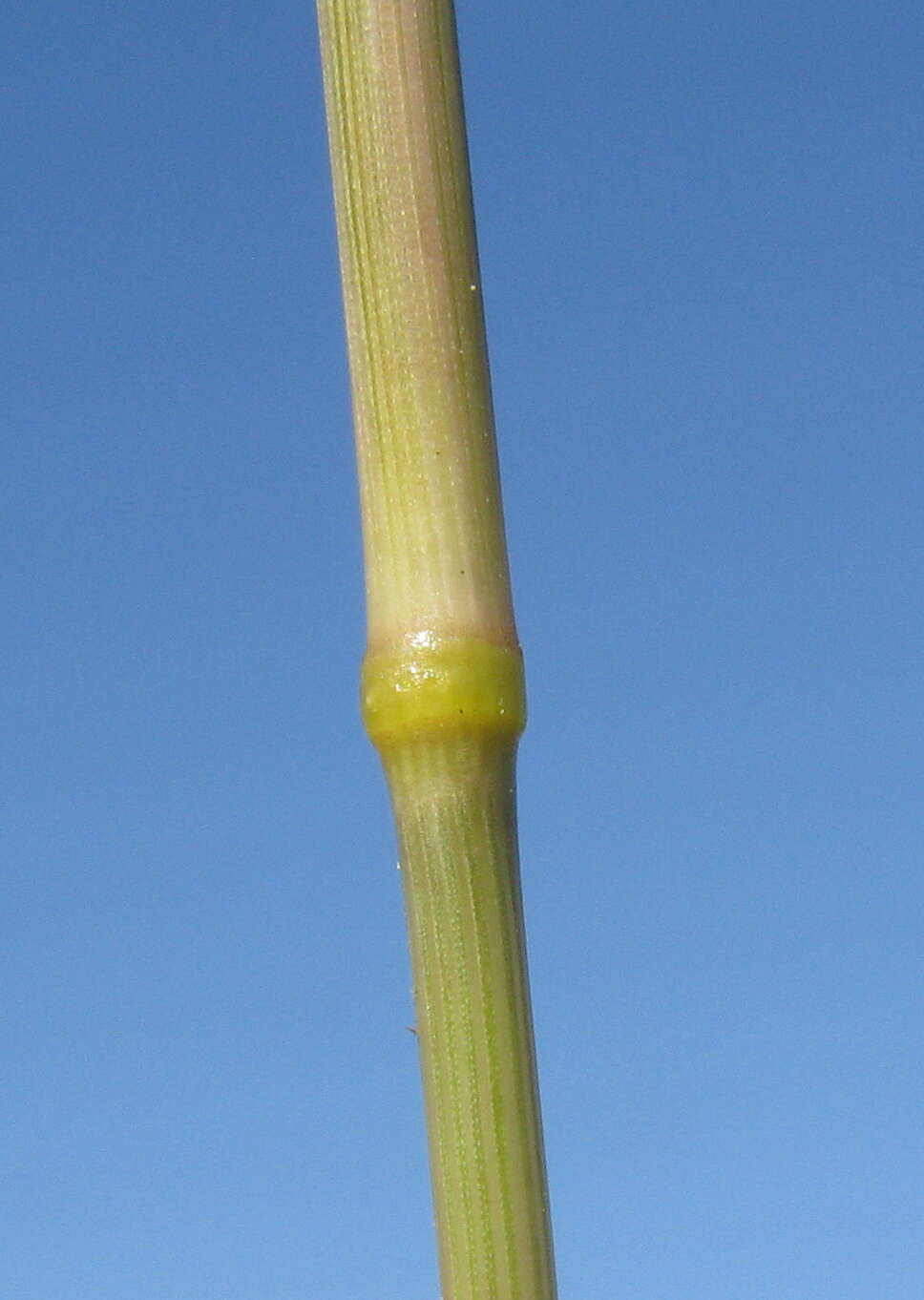 Image de Eragrostis parviflora (R. Br.) Trin.