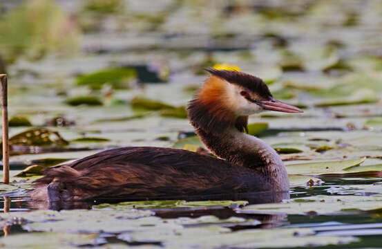 Image of Podiceps Latham 1787