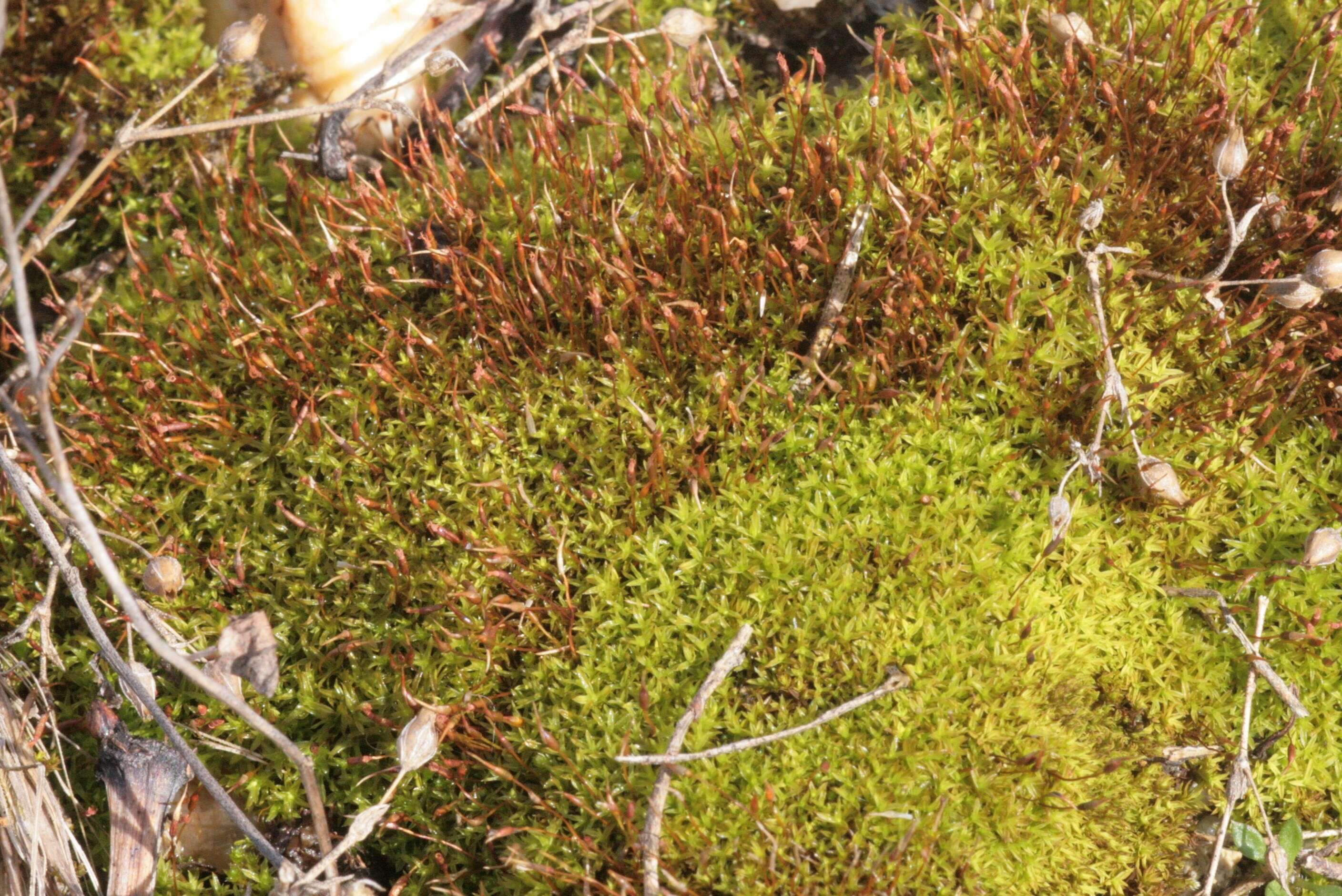 Image of barbula moss