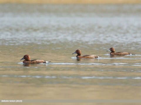 Image of Ferruginous Duck