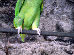 Image of Yellow-crowned Parrot, Yellow-crowned Amazon