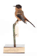 Image of Rufous Sibia