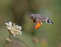 Image of humming-bird hawk moth