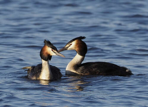 Image of Podiceps Latham 1787