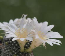 Image of Rebutia minuscula K. Schum.