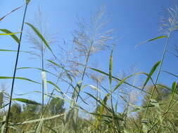 Image of common reed