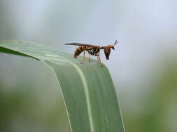 Image of Wasp Mantidfly