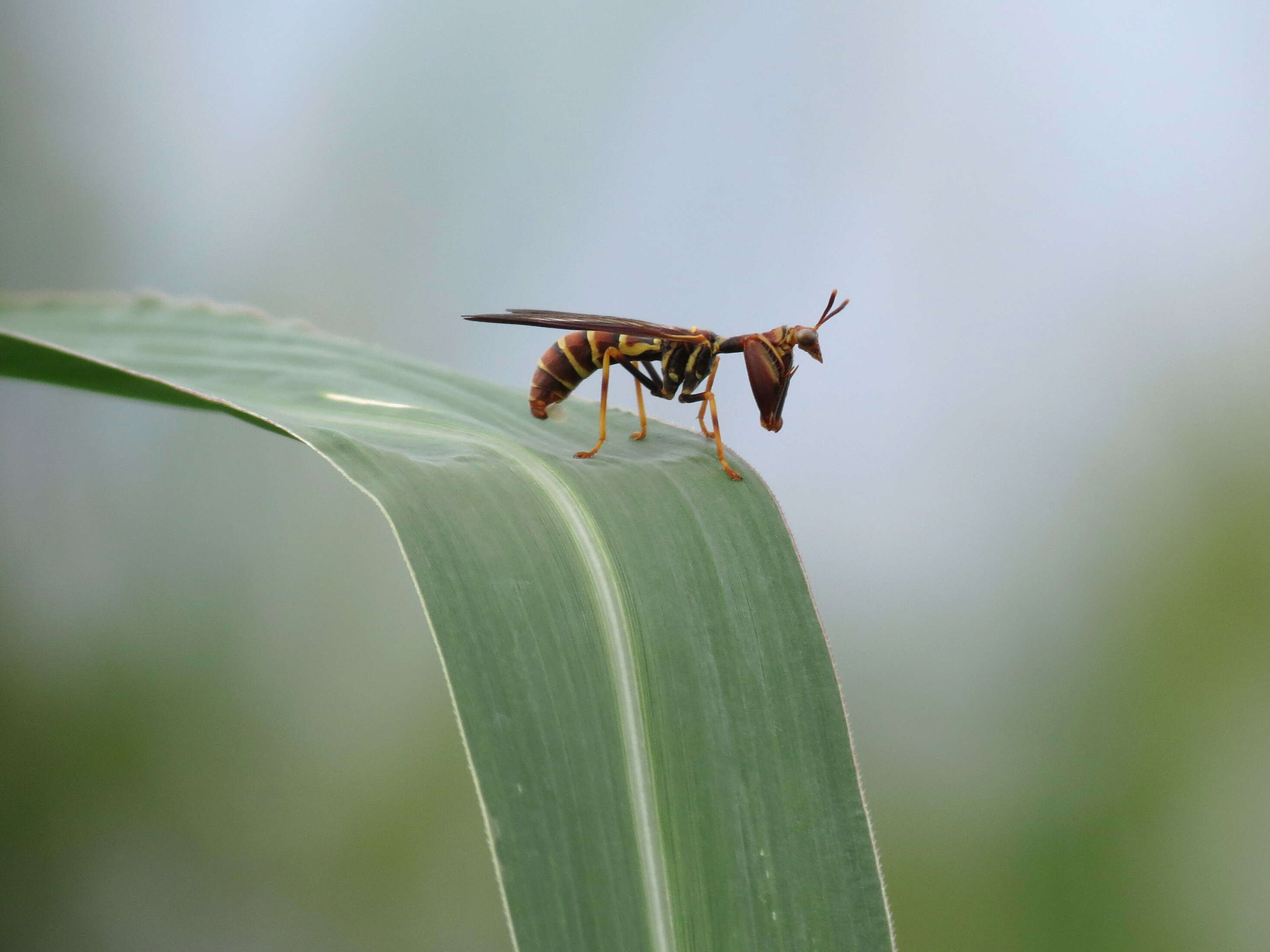 Image of Wasp Mantidfly