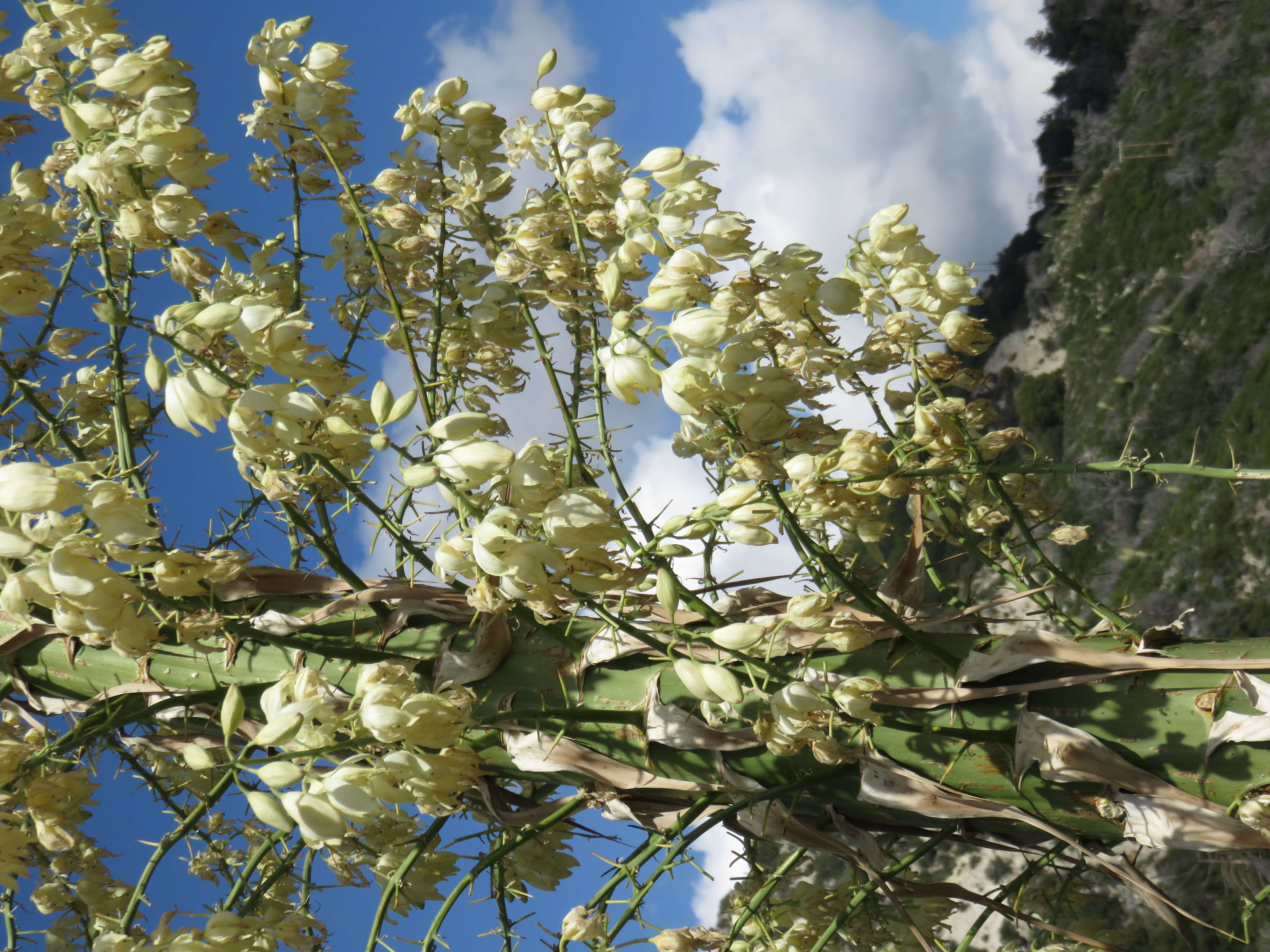 Image of hesperoyucca