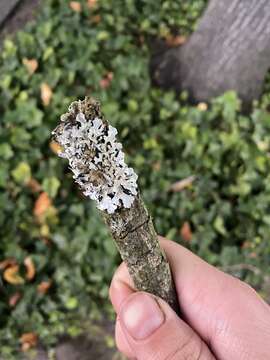 Image of Hammered shield lichen